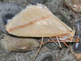 Rhodometra sacraria The Vestal