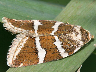 Deltote bankiana Silbereulchen Silver Barred