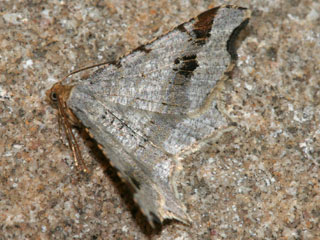 Macaria alternata Dunkelgrauer Eckflgelspanner Sharp-angled Peacock