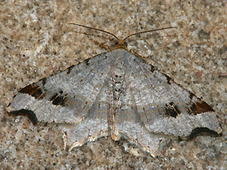 Macaria alternata Dunkelgrauer Eckflgelspanner Sharp-angled Peacock