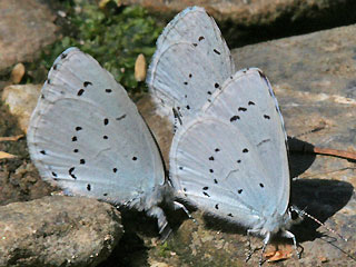 Faulbaumbläuling Celastrina argiolus Holly Blue