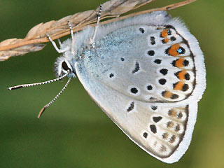 Mnnchen Geiklee-Bluling Argus-Bluling Plebeius argus Silver-studded Blue