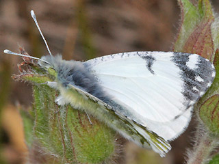 Oberseite Euchloe insularis