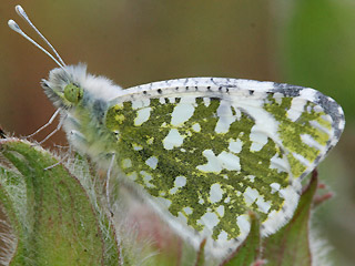 Unterseite Euchloe insularis