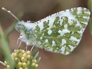 Unterseite Euchloe insularis