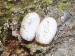 Eier Plemyria rubiginata Milchweißer Bindenspanner Blue-bordered Carpet