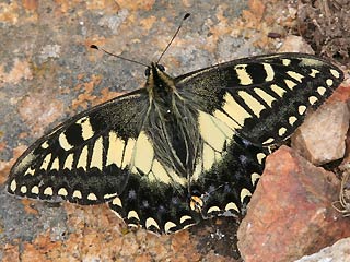Korsischer Schwalbenschwanz   Papilio hospiton   Corsican Schwallowtail Schmetterlinge und Raupen Südeuropas Griechenland Italien Südfrankreich Spanien Portugal Korsika Sardinien Kroatien Schmetterling