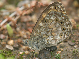 Unterseite Lasiommata paramegaera Corsican Wall Brown