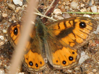 Mnnchen Lasiommata paramegaera Corsican Wall Brown