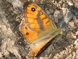 Mnnchen Lasiommata paramegaera Corsican Wall Brown