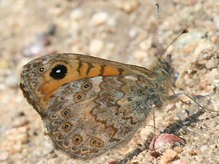 Unterseite Lasiommata paramegaera Corsican Wall Brown