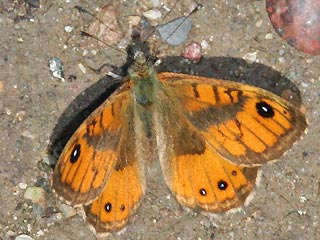 Mnnchen Lasiommata paramegaera Corsican Wall Brown