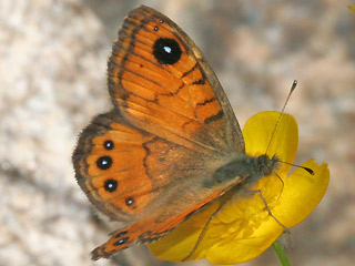 Weibchen Lasiommata paramegaera Corsican Wall Brown