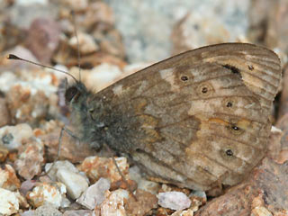 Unterseite Lasiommata paramegaera Corsican Wall Brown