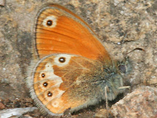 Coenonympha corinna Corsican Heath