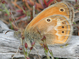 Coenonympha corinna Corsican Heath