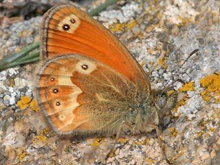 Coenonympha corinna Corsican Heath