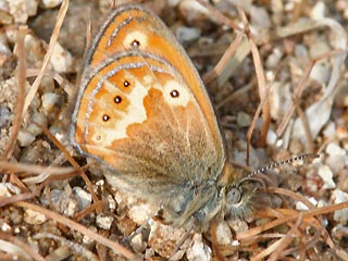 Coenonympha corinna Corsican Heath