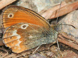 Coenonympha corinna Corsican Heath