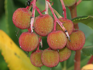 Früchte Erdbeerbaum
