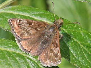 Dunkler Dickkopffalter, Kronwicken-Dickkopffalter Erynnis tages Dingy Skipper 