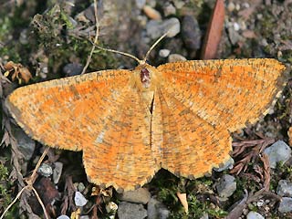 Angerona prunaria Schlehenspanner Orange Moth