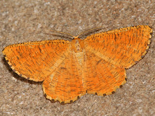 Angerona prunaria Schlehenspanner Orange Moth