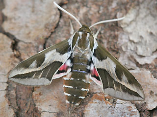 Kanaren-Wolfsmilchschwrmer Hyles tithymali Barbary Spurge Hawk-moth