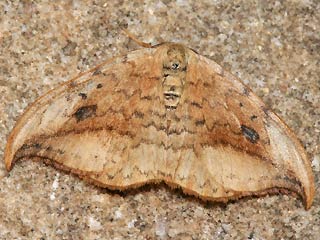 Heller Sichelflgler Drepana falcataria Pebble Hook-tip