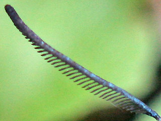 Fühler Männchen Ampfer-Grünwidderchen Adscita statices Forester