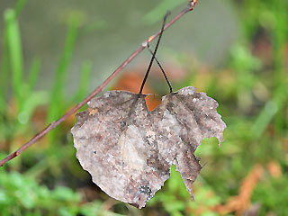 Wohntasche der Raupe Tethea or Pappel-Eulenspinner Poplar Lutestring