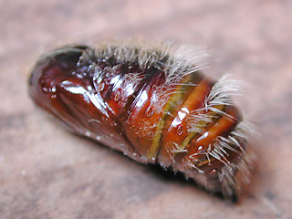 Puppe Streckfuss Rotschwanz Calliteara pudibunda Dasychira p. Elkneria p. Pale Tussock