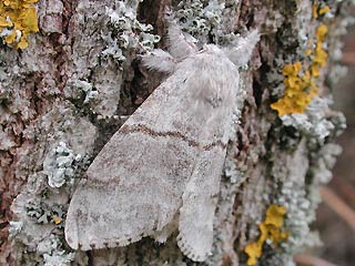 Weibchen Streckfuss Rotschwanz Calliteara pudibunda Dasychira p. Elkneria p. Pale Tussock