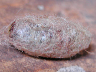 Kokon Streckfuss Rotschwanz Calliteara pudibunda Dasychira p. Elkneria p. Pale Tussock