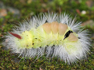 Raupe Streckfuss Rotschwanz Calliteara pudibunda Dasychira p. Elkneria p. Pale Tussock