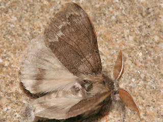 Mnnchen Streckfuss  Rotschwanz Calliteara pudibunda Dasychira p. Elkneria p. Pale Tussock