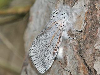 Weibchen Groer Gabelschwanz Cerura vinula Puss Moth