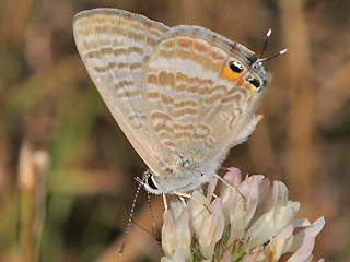 Mnnchen Groer Wander-Bluling Lampides boeticus Long-tailed Blue