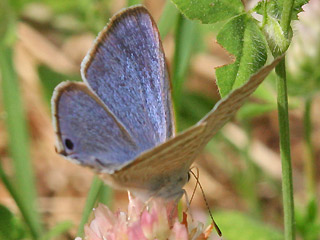 Mnnchen Groer Wander-Bluling Lampides boeticus Long-tailed Blue