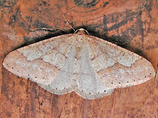 Agriopis marginaria Graugelber Breitflgelspanner Dotted Border