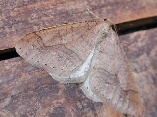 Agriopis marginaria Graugelber Breitflgelspanner Dotted Border