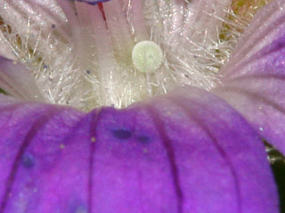 Polyommatus eumedon  Storchschnabelbluling  Geranium Argus
