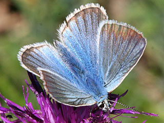 Polyommatus damon Weidolch-Bluling  Groer Esparsettenbluling Damon Blue