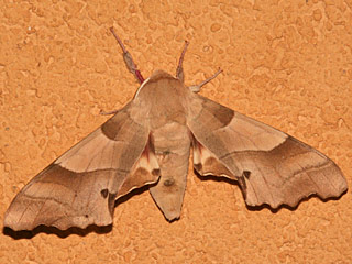 Marumba quercus Eichenschwrmer Oak Hawk-moth