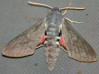 Hyles vespertilio Fledermausschwärmer Dusky Hawk-moth