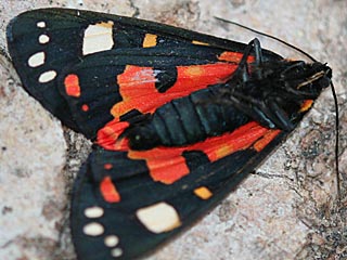 Callimorpha dominula  Schönbär  Scarlet Tiger