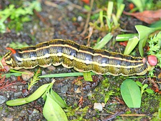 Linienschwärmer Hyles livornica  Striped Hawk-moth