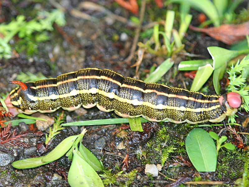 Linienschwrmer Hyles livornica  Striped Hawk-moth