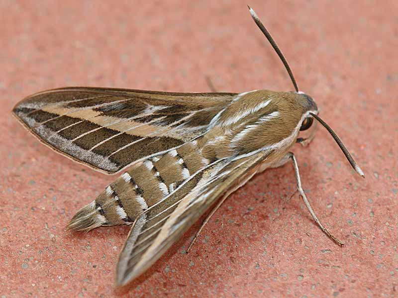 Linienschwrmer Hyles livornica  Striped Hawk-moth