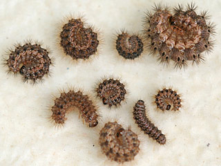 Raupen Cymbalophora pudica